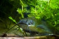 Head, mouth and barbels of juvenile dangerous invasive freshwater predator channel catfish, Ictalurus punctatus attentively stares