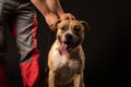 Head and mouth portrait close up of huge dog American pit bull terrier breed, tongue out Royalty Free Stock Photo