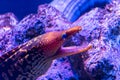 The head of a murein or moray eel with its mouth open Royalty Free Stock Photo