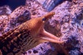 The head of a murein or moray eel with its mouth wide open and showing its teeth Royalty Free Stock Photo