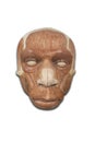 Head muscles of Neanderthal