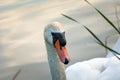 The head of a mute swan and a big red beak Royalty Free Stock Photo