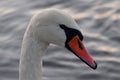 Head of a mute swan close-up Royalty Free Stock Photo