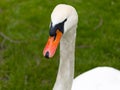 The head of a mute swan (Cygnus olor) is in the foreground. Royalty Free Stock Photo