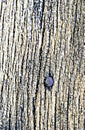 Head of nail in wood