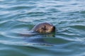 Head of eared seal otariidae in blue water, sunshine Royalty Free Stock Photo