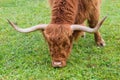 Head of horned brown scottish highland beef grazing in green gr