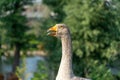 Head, neck, beak of gray goose close-up. Greylag geese is species of large. Royalty Free Stock Photo