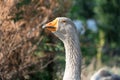 Head, neck, beak of gray goose close-up. Greylag geese is species of large. Royalty Free Stock Photo