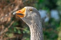 Head, neck, beak of gray goose close-up. Greylag geese is species of large. Royalty Free Stock Photo