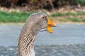 Head, neck, beak, beak sac of old gray goose close-up. Royalty Free Stock Photo