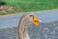 Head, neck, beak, beak sac of old gray goose close-up. Royalty Free Stock Photo