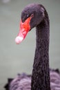 Head and neck of a black swan Royalty Free Stock Photo