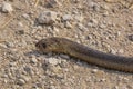 Profile of Head Juvenile Anchieta`s Cobra