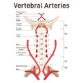 Head and neck circulatory system. Anatomical diagram of vertebral arteries. Royalty Free Stock Photo