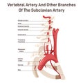 Head and neck circulatory system. Anatomical diagram of vertebral arteries.