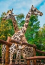 Head and neck of couple giraffe Royalty Free Stock Photo