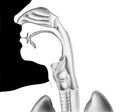 Head and Neck - Cutaway View Royalty Free Stock Photo