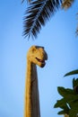 The head and neck of a dinosaur Royalty Free Stock Photo