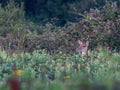 The head and neck of a female Roe deer just visible above the rough vegetation in a rewilding field that is slowly returning to Royalty Free Stock Photo