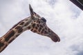 The head and neck of the giraffe and the sky Royalty Free Stock Photo