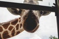 The head and neck of the giraffe and the sky Royalty Free Stock Photo