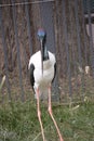 the jabiru is a tall bird