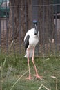 the jabiru is a tall bird