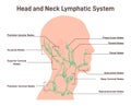 Head and neck lymph node. Fluid exchange, body defense from infection