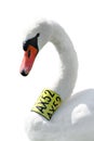 Head and neck of Mute Swan (Cygnus Olor) isolated Royalty Free Stock Photo