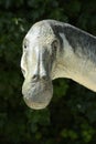 Head and neck reconstruction of dinosaur Royalty Free Stock Photo