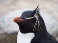 The Head and Neck of a Rockhopper Penguin Facing Left Royalty Free Stock Photo