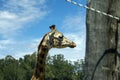 Rothschild giraffe Giraffa camelopardalis rothschildi Royalty Free Stock Photo