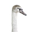 Head and neck of a swan white with gray spots, isolated on white background. Royalty Free Stock Photo