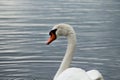 head and neck of a white swan or mute swan seen in profile swimming on calm dark water that fills the background Royalty Free Stock Photo