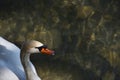 The head and neck of a young white swan, against a background of transparent water with a place for text. Royalty Free Stock Photo