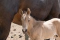 Head of a newborn yellow foal, stands together with its brown mother. Against the mare`s belly Royalty Free Stock Photo