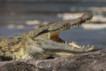 Head of a Nile crocodile with an open mouth