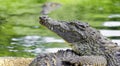 Head of the Nile crocodile in profile close-up