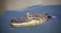 Head of the Nile crocodile on the surface of the water Royalty Free Stock Photo