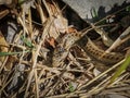 Head of non-venomous snake called smooth snake