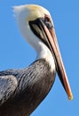 The head of a North American adult brown pelican with wet bill tucked up tight, taken against a bright blue sky. Royalty Free Stock Photo