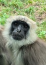 head of Northern Plains grey langur Royalty Free Stock Photo
