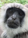 head of Northern Plains grey langur Royalty Free Stock Photo