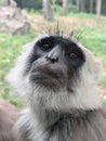 head of Northern Plains grey langur Royalty Free Stock Photo
