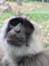 head of Northern Plains grey langur Royalty Free Stock Photo