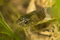 Head of a northern water snake in Somers, Connecticut Royalty Free Stock Photo