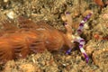 Head of nudibranch - Serpent pteraeolidia