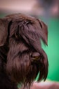 Head o a black miniature schnauzer zwergschnauzer Royalty Free Stock Photo