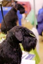 Head o a black miniature schnauzer zwergschnauzer Royalty Free Stock Photo